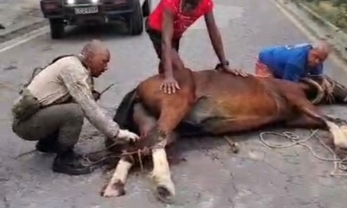 Brigada Florestal de Barra Mansa resgata cavalo preso em buraco no bairro Santa Maria II